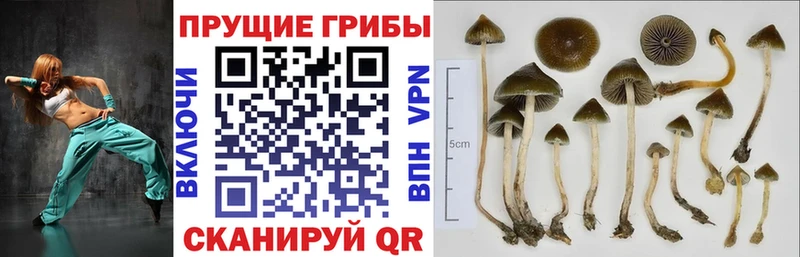 Галлюциногенные грибы ЛСД  Купить где  Шахунья 